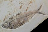 Wide Double Diplomystus Fossil Fish Plate - Ready To Hang #92869-1